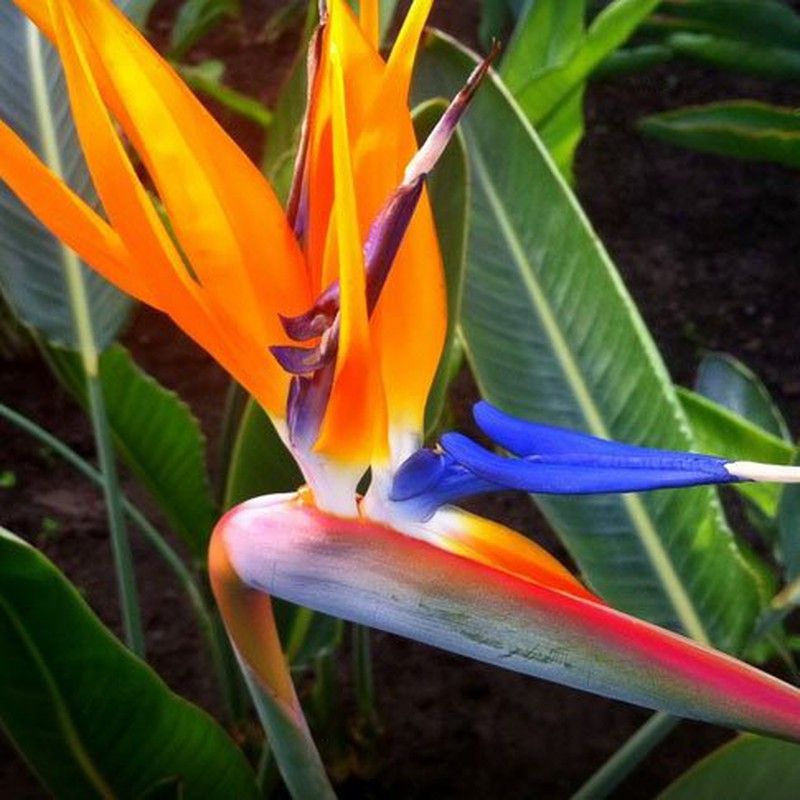 Strelitzia flor nicolai