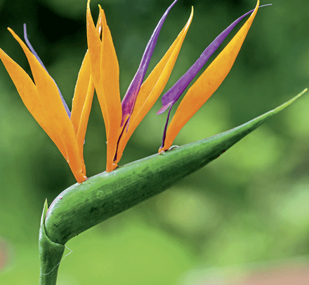 Strelitzia flor em vaso