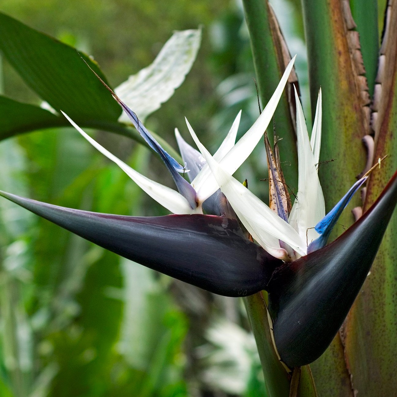Strelitzia flor jardim