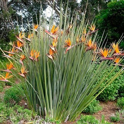 Strelitzia flor preço