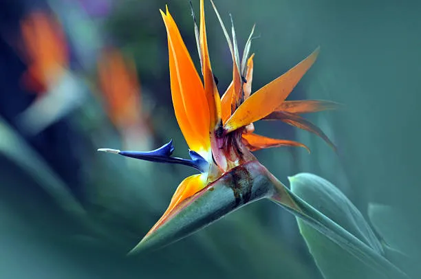 Strelitzia flor significado