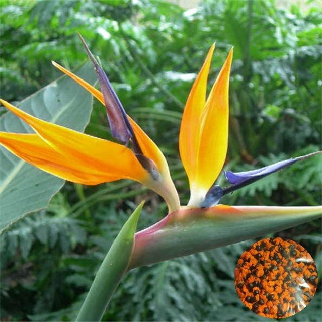 Strelitzia flor cores