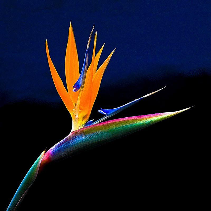 Strelitzia flor reginae