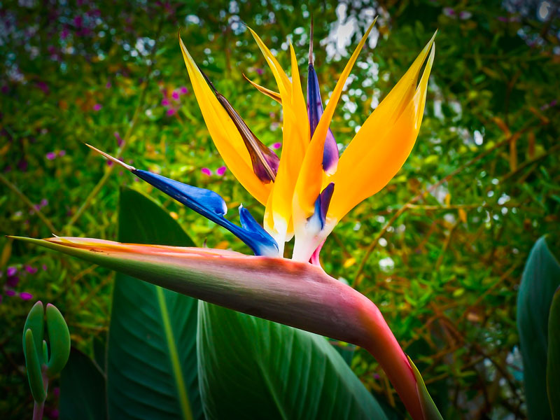 Strelitzia flor cultivo