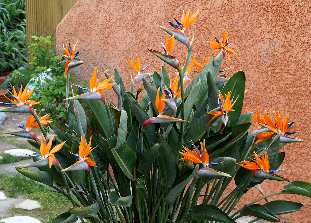 Strelitzia flor cuidados