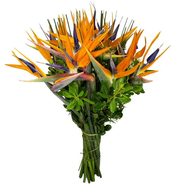 Strelitzia flor reginae