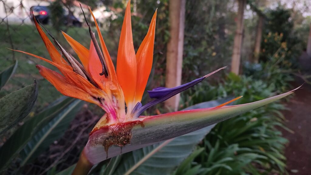 Strelitzia flor nicolai