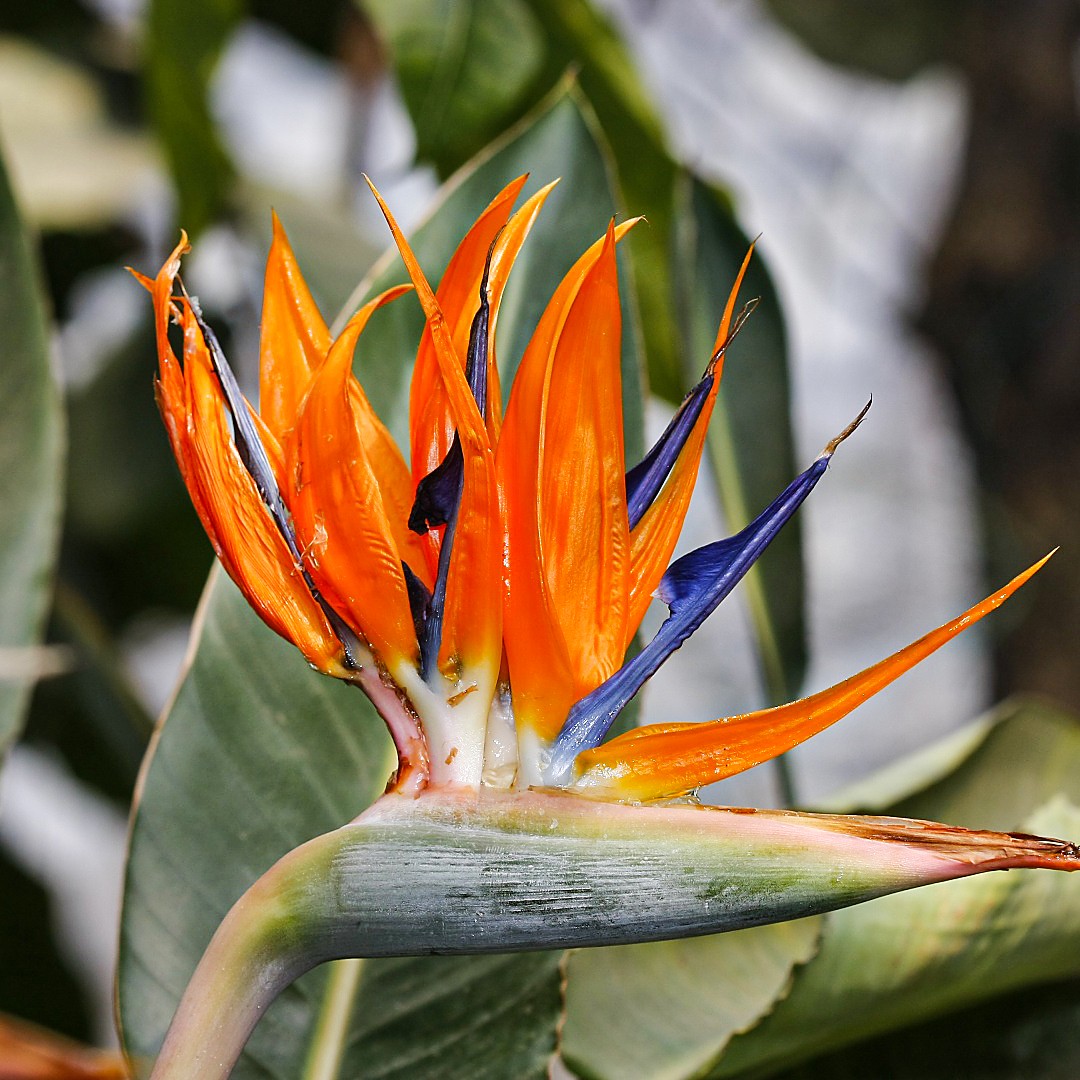 Strelitzia flor em vaso