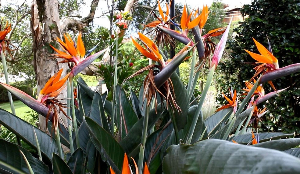 Strelitzia flor jardim