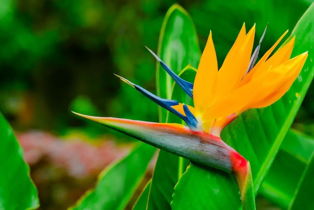 Strelitzia flor preço
