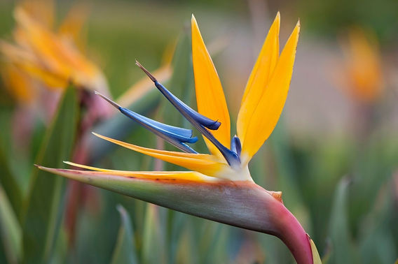 Strelitzia flor significado
