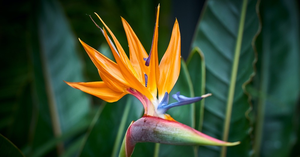 Strelitzia flor como plantar