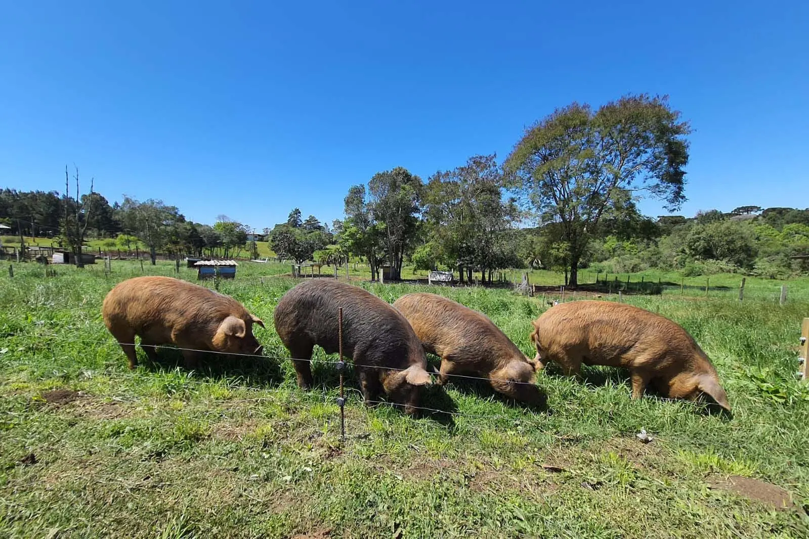 criação de porcos ao ar livre