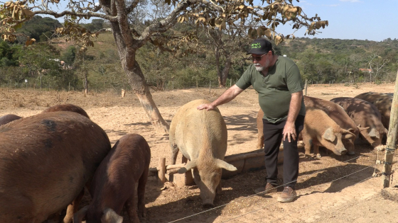 suinocultura ao ar livre