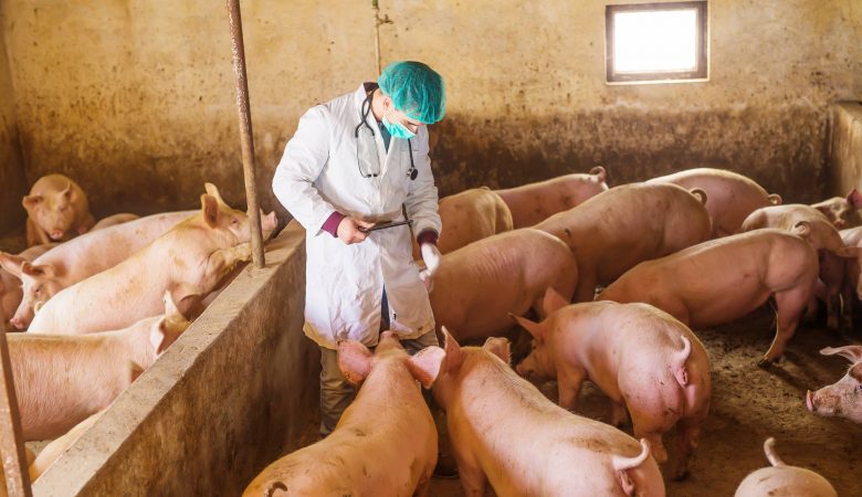 manejo suíno sustentável