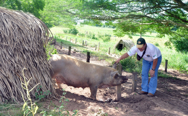 sistema SISCAL vantagens e desvantagens