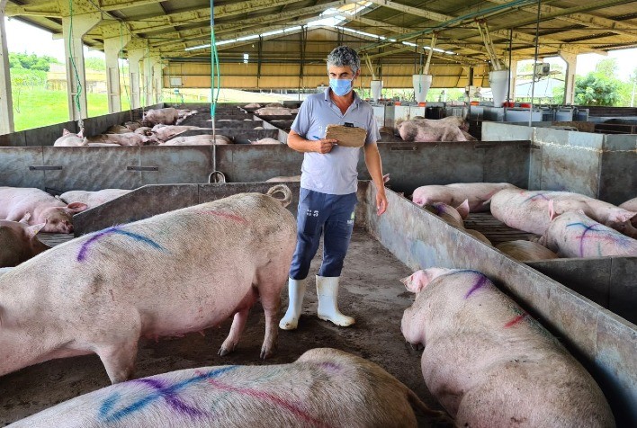 bem-estar animal na suinocultura