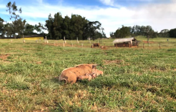 implementação de piquetes para suínos