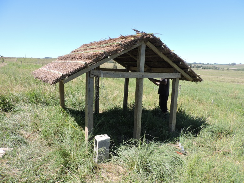 bem-estar animal na suinocultura
