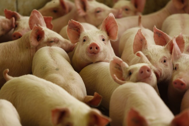 implementação de piquetes para suínos