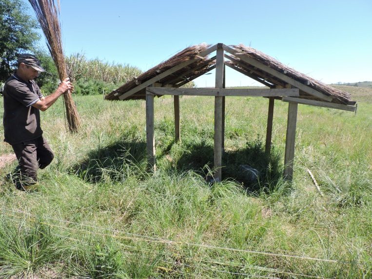 Vantagens Econômicas e Ambientais da Suinocultura Sustentável