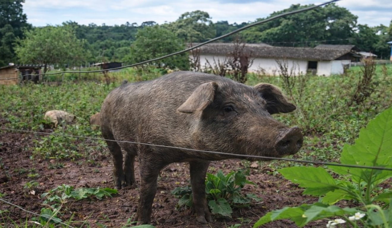 bem-estar animal na suinocultura