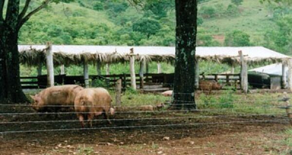 implementação de piquetes para suínos
