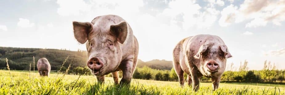 criação de porcos ao ar livre