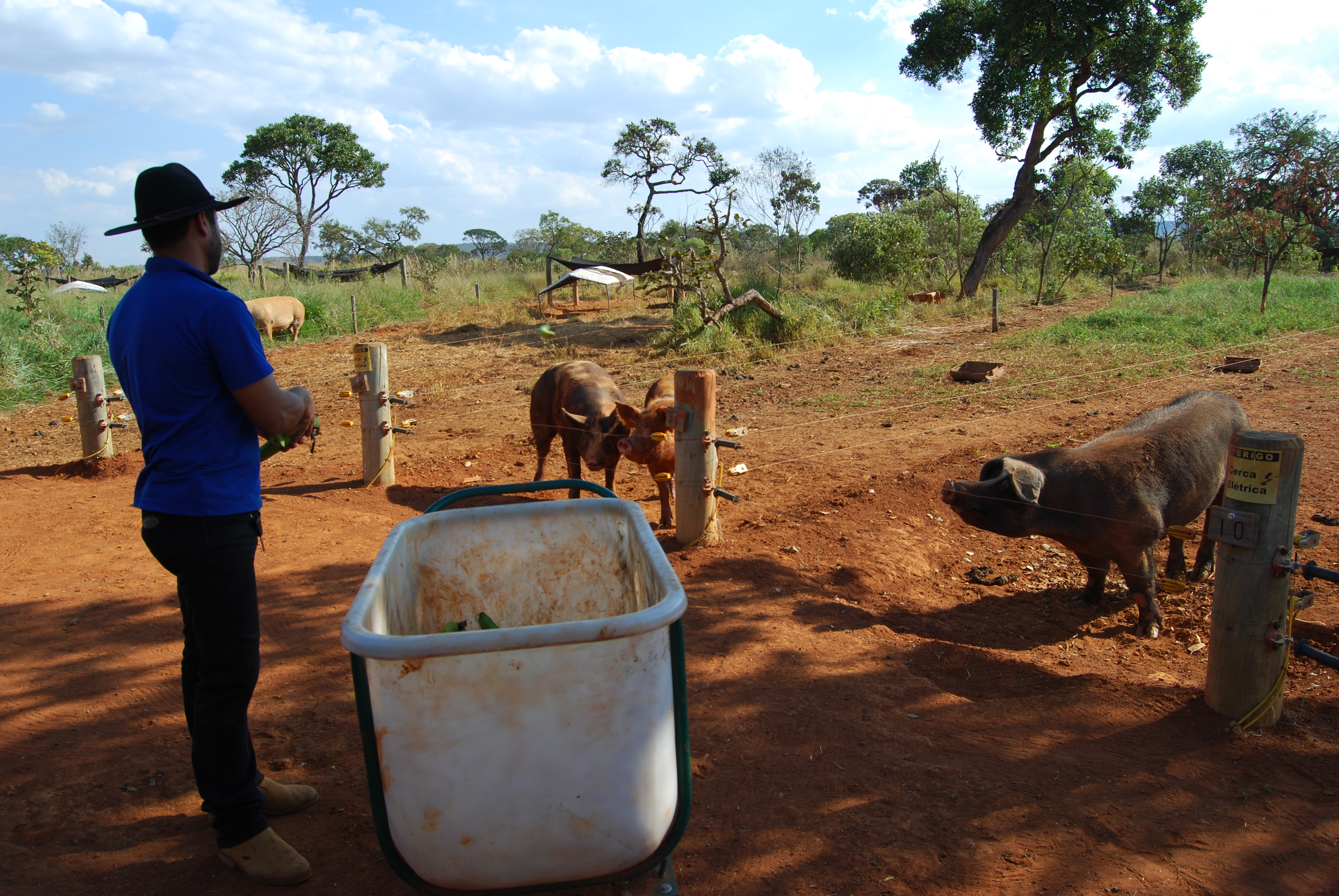 manejo suíno sustentável