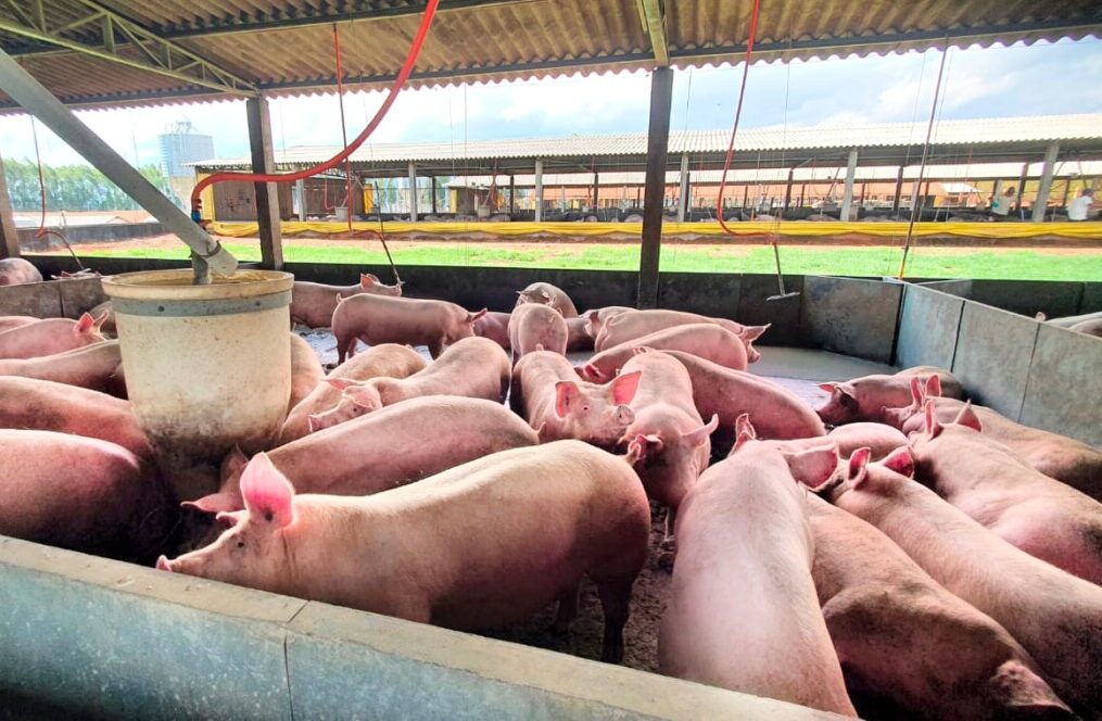 sistema SISCAL vantagens e desvantagens