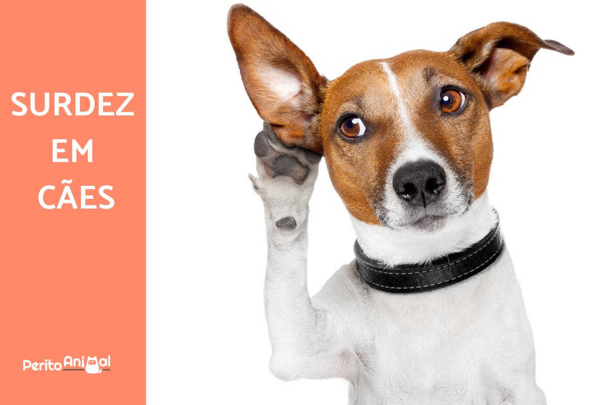 Raças de Cães Mais Predispostas à Surdez: O Que Você Precisa Saber