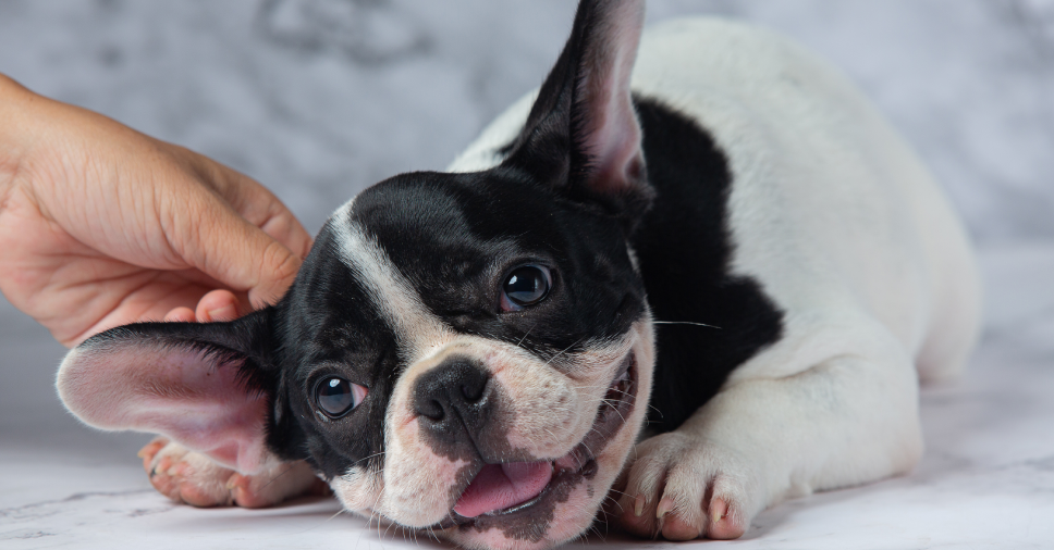 Guia Completo de Treinamento por Sinais para Cães Surdos