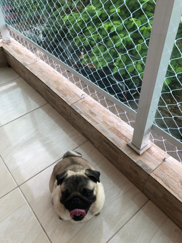 tela de proteção para cachorro