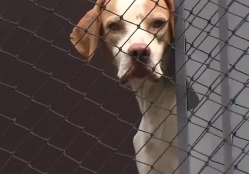 tela de proteção para cachorro