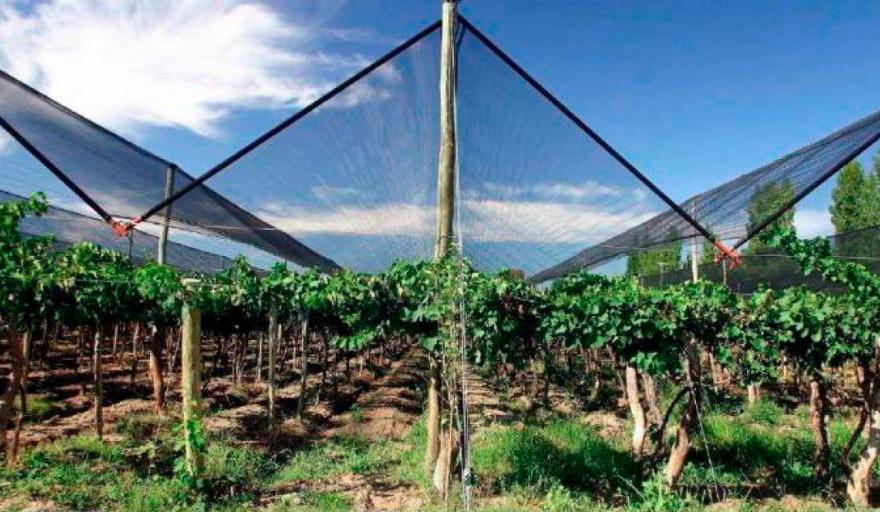 tela antigranizo para pomar