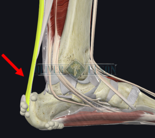 Protocolo de Alfredson: Guia Completo de Exercícios para Tendinite de Aquiles