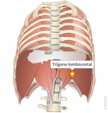 Trígonos Lombares: Pontos Fracos da Parede Abdominal e Suas Hérnias