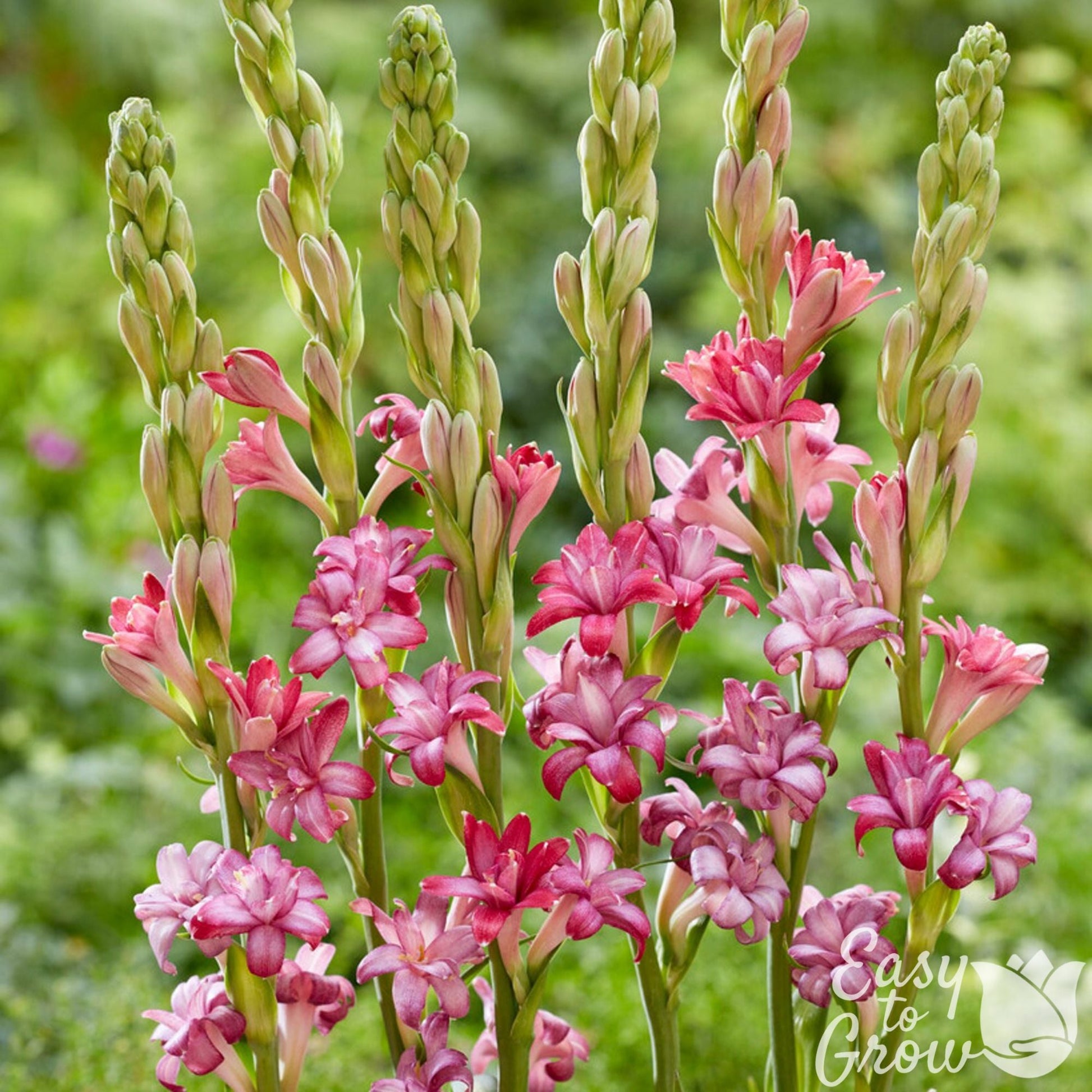 tuberosa floral branca