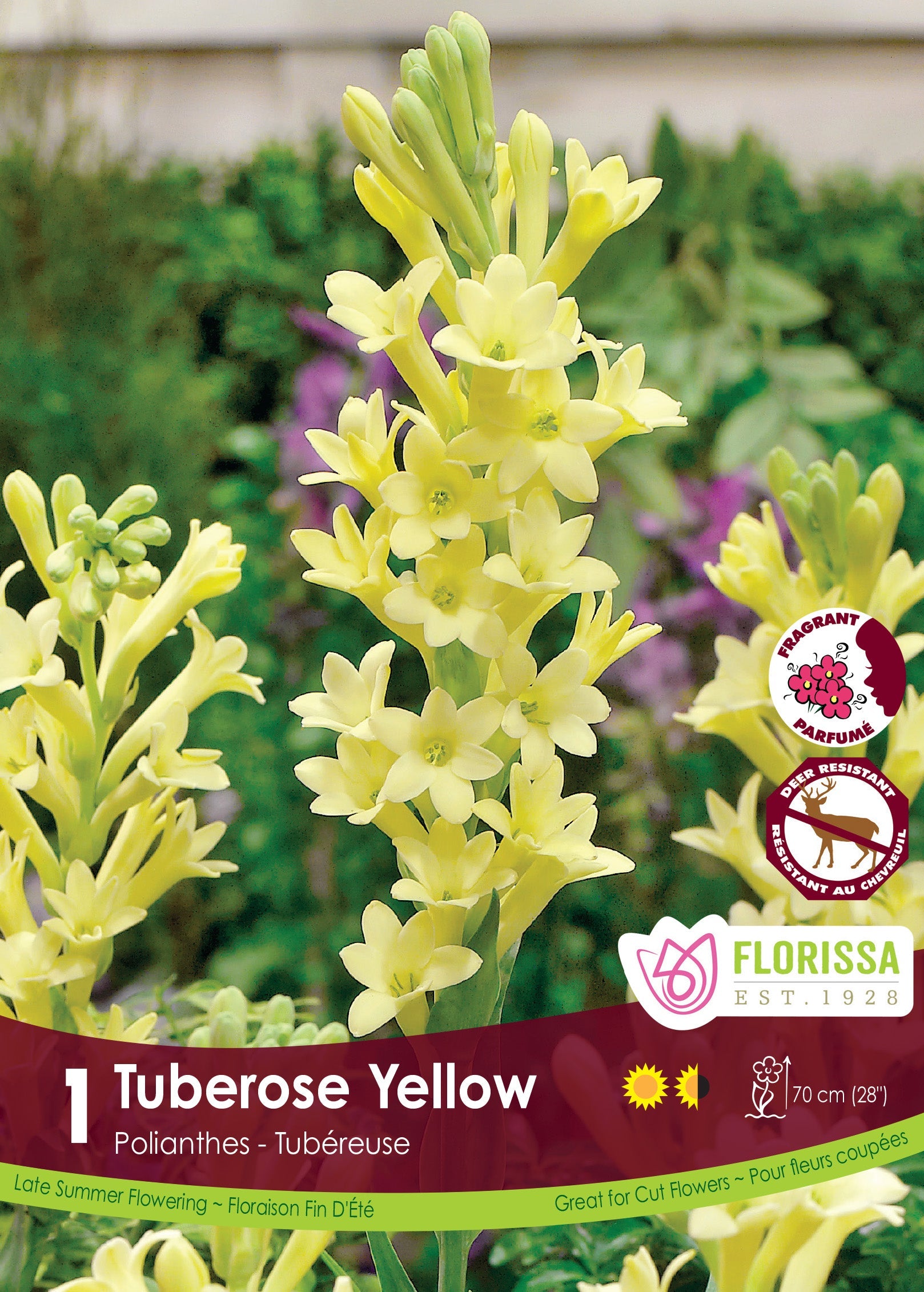 tuberosa coco
