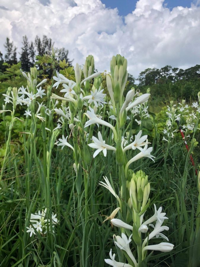 tuberosa leite