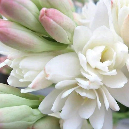 tuberosa verde