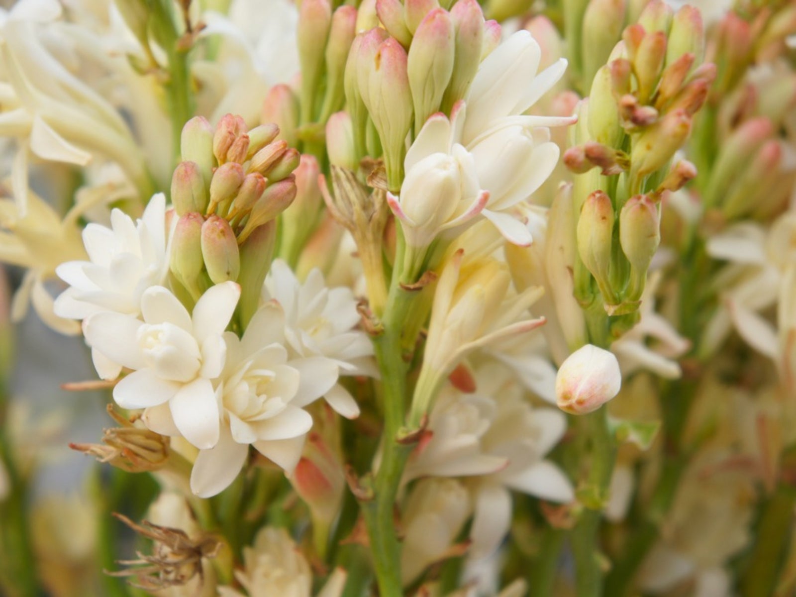 tuberosa adocicada