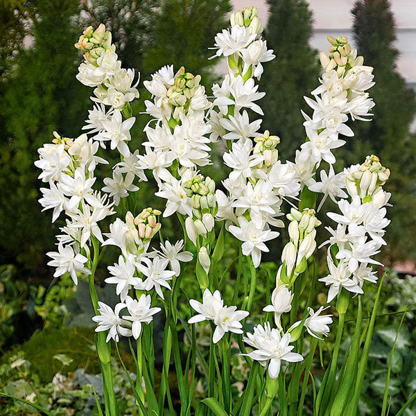 perfume tuberosa feminino