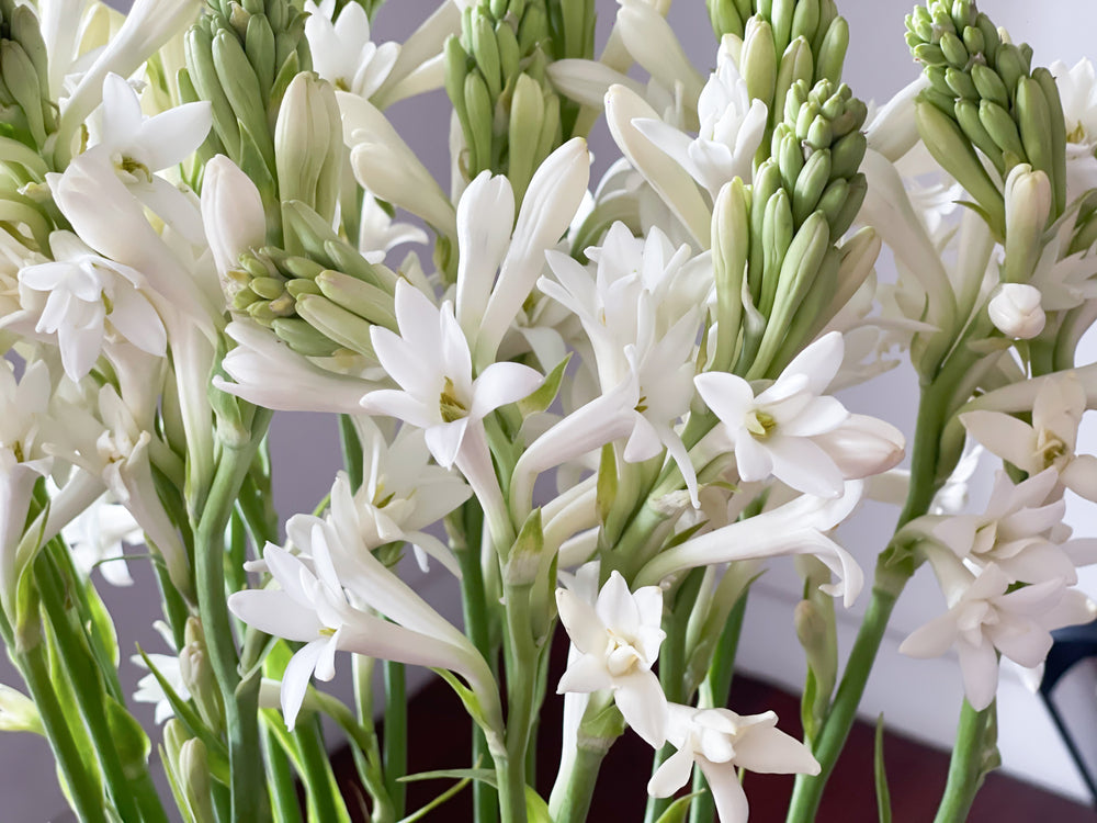 aroma de tuberosa