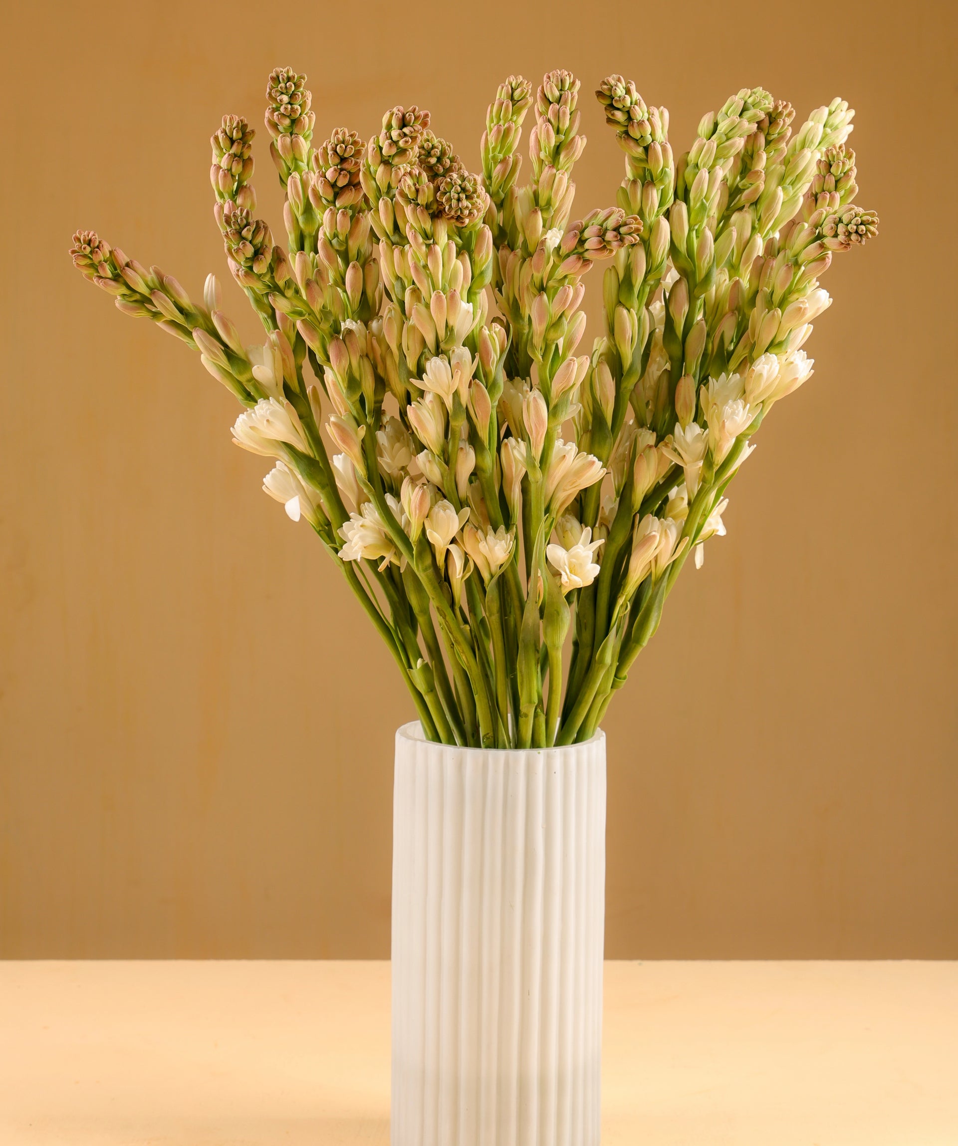 tuberosa nacional