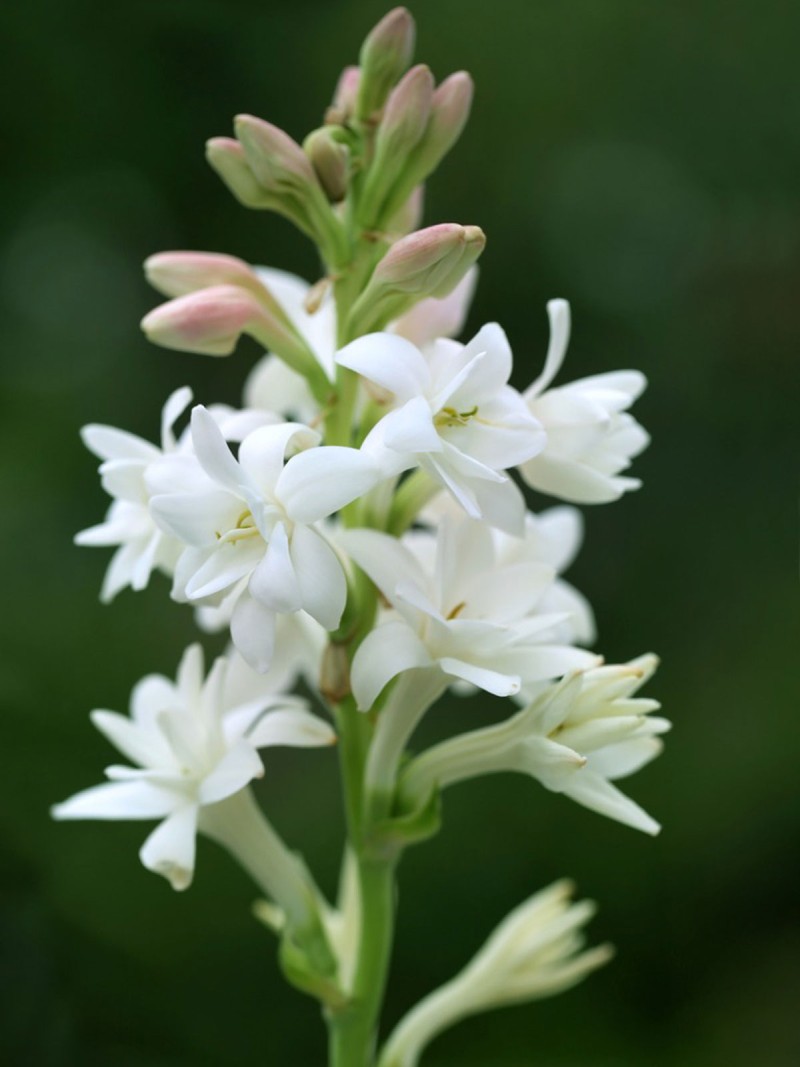 perfume com tuberosa