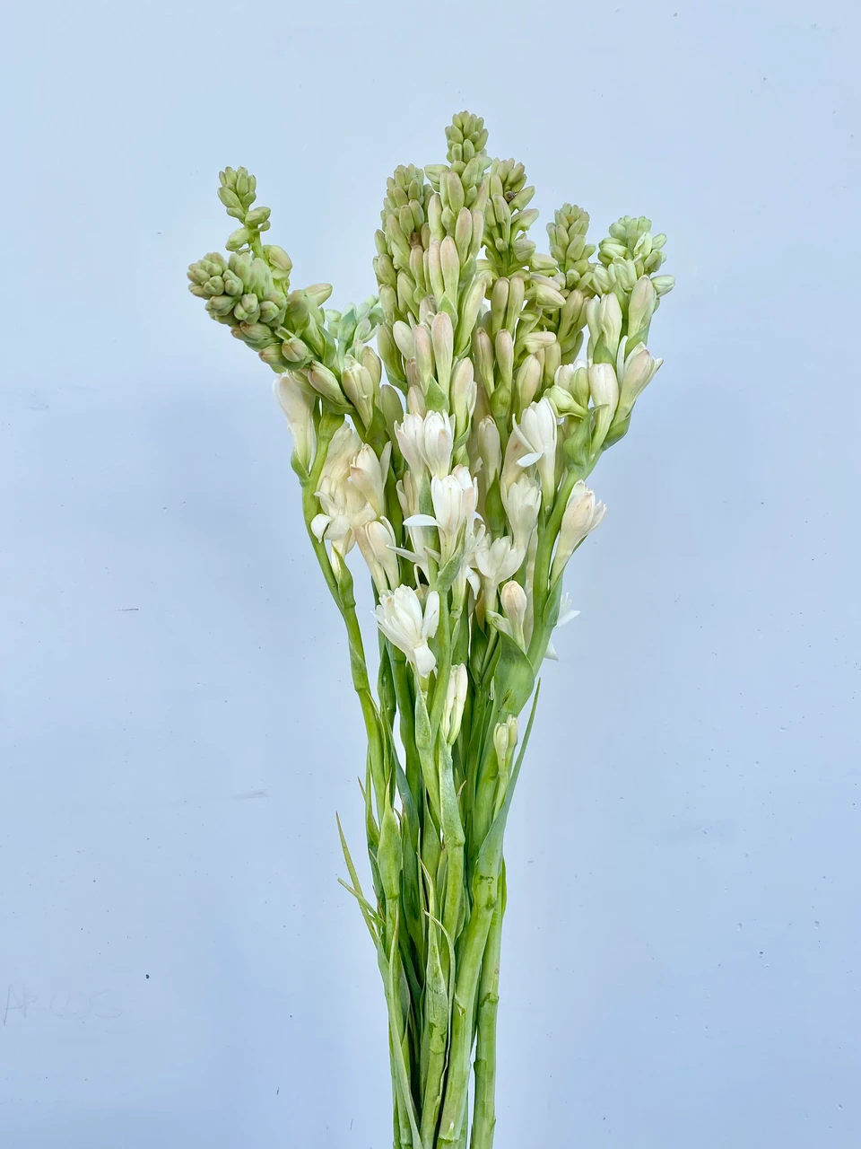 tuberosa doce