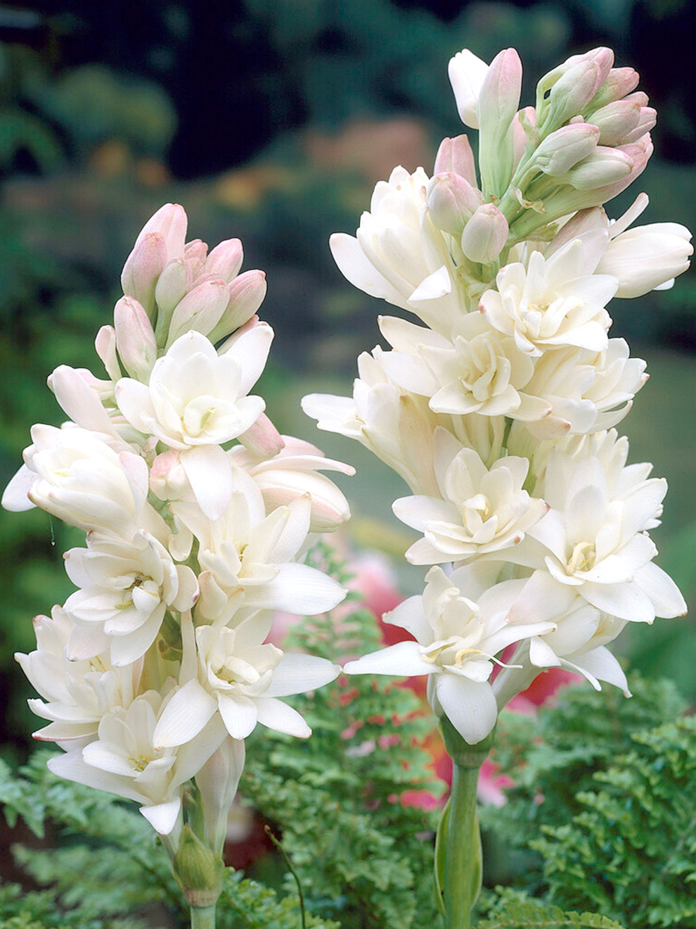 tuberosa sensual