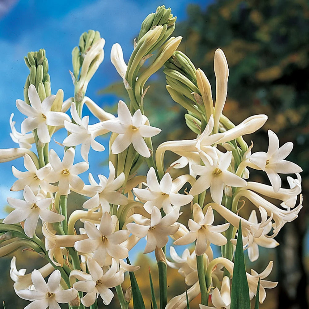 tuberosa opulenta