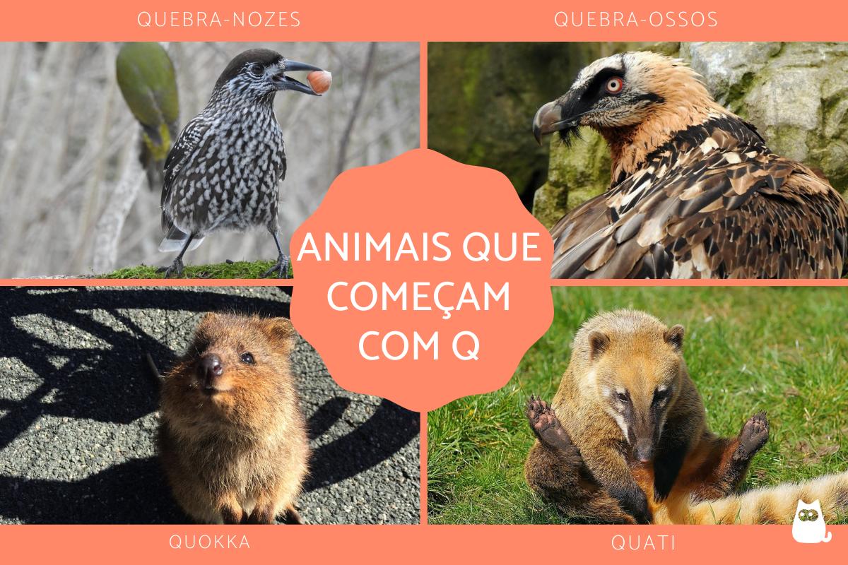 nome de animal com a letra Q